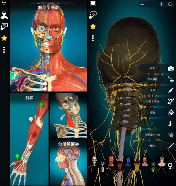 Anatomy Learning 3D解剖学图谱 v2.1.449 医学生必备学习专业软件 高级版(图1)